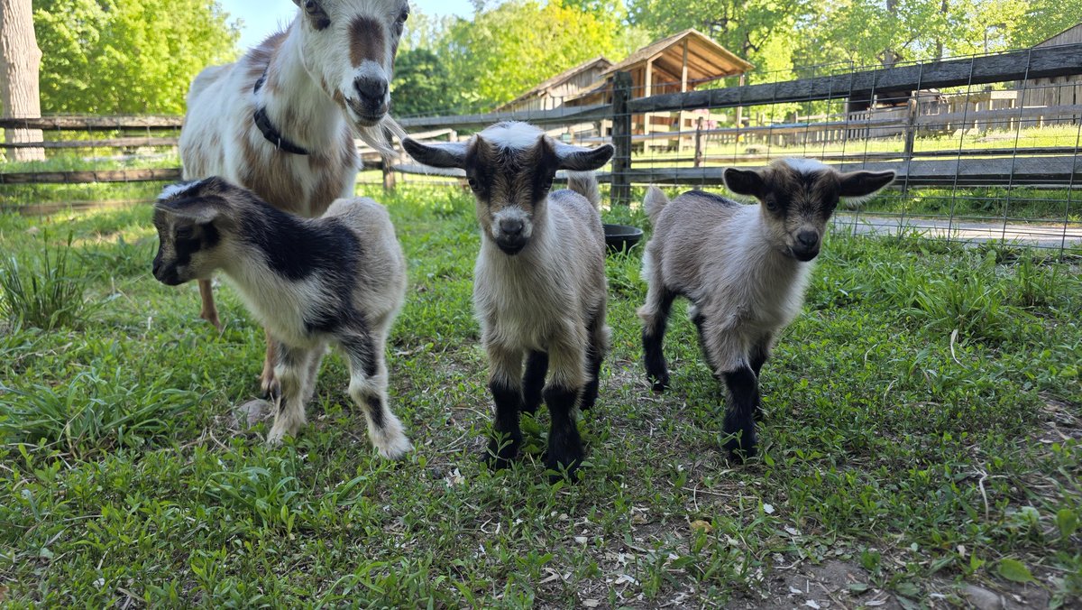 LocalLibraryCat's tweet photo. Some recent baby goats from work 💚✨️ https://t.co/S8mMirMnGs