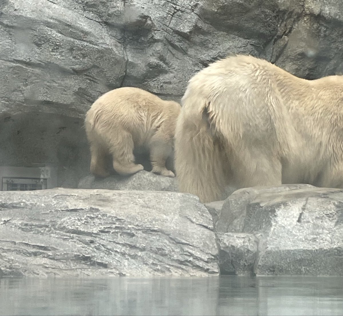 mamaと共に❣️ #モモ #モモ太 #男鹿水族館GAO