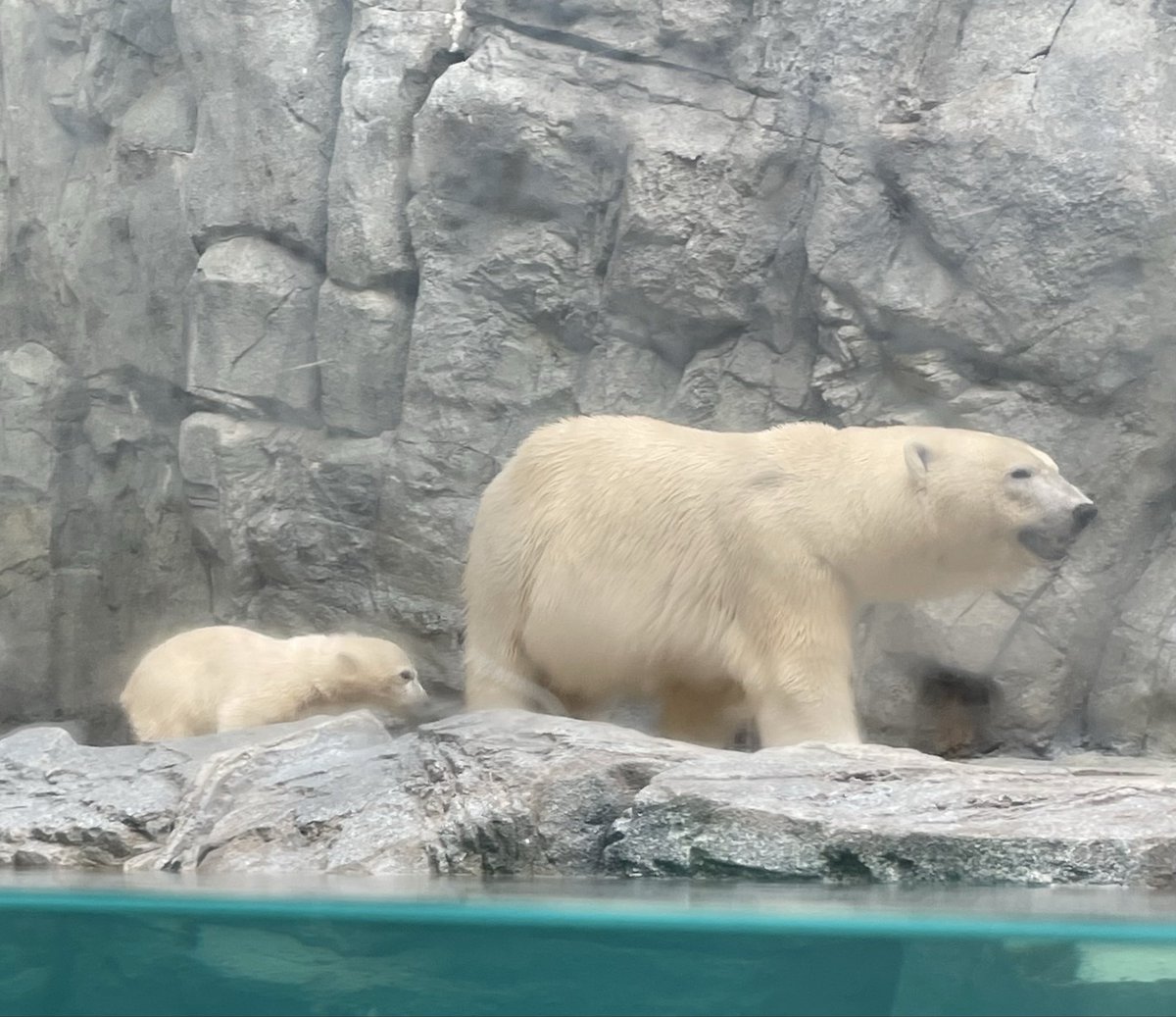 mamaと共に❣️ #モモ #モモ太 #男鹿水族館GAO