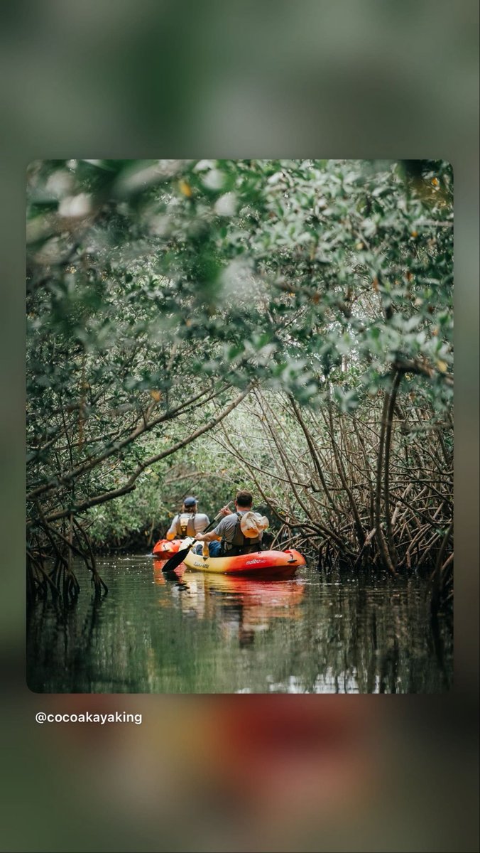 CocoaKayaking's tweet photo. Paddle through the exotic Mangrove Tunnels with us at Cocoa Kayaking! Complementary photos on all daytime and sunset tours!

Beautiful paddles always @cocoakayaking 

https://t.co/rQQD89JyXM

808.798.6630
321.415.9183

#cocoakayaking #fl #tours #mangroves #schoolsout https://t.co/MtH1XGFAE5