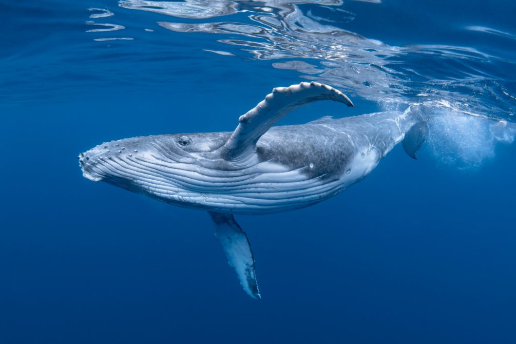 ManuelOnchain's tweet photo. Cardano Whales Are Accumulating $ADA Again

Wallets holding at least 1 million $ADA now control 25.11 billion tokens, their highest level since December 2017, per Santiment.

BULLISH 💥💥 https://t.co/wHDiQQ0tB1