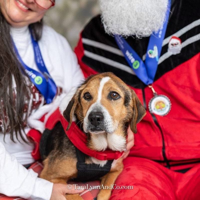 TriBeagles's tweet photo. Adoptable beagle of the day-Frida! https://t.co/9kkICrGDrY https://t.co/xOTUiTrGeZ