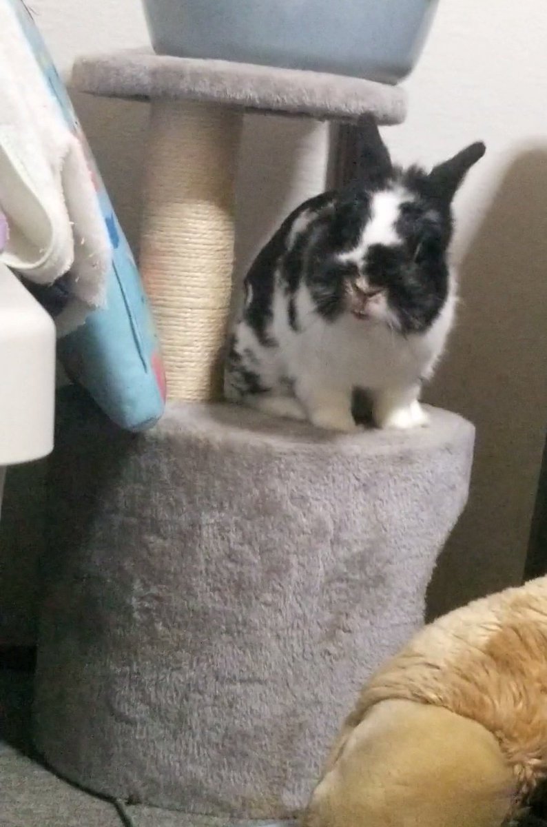 ritoo08's tweet photo. お初キャットタワー登ったごま太郎👏👏たっぷり遊んで就寝🤣　#うさぎ https://t.co/exb7TEubB4
