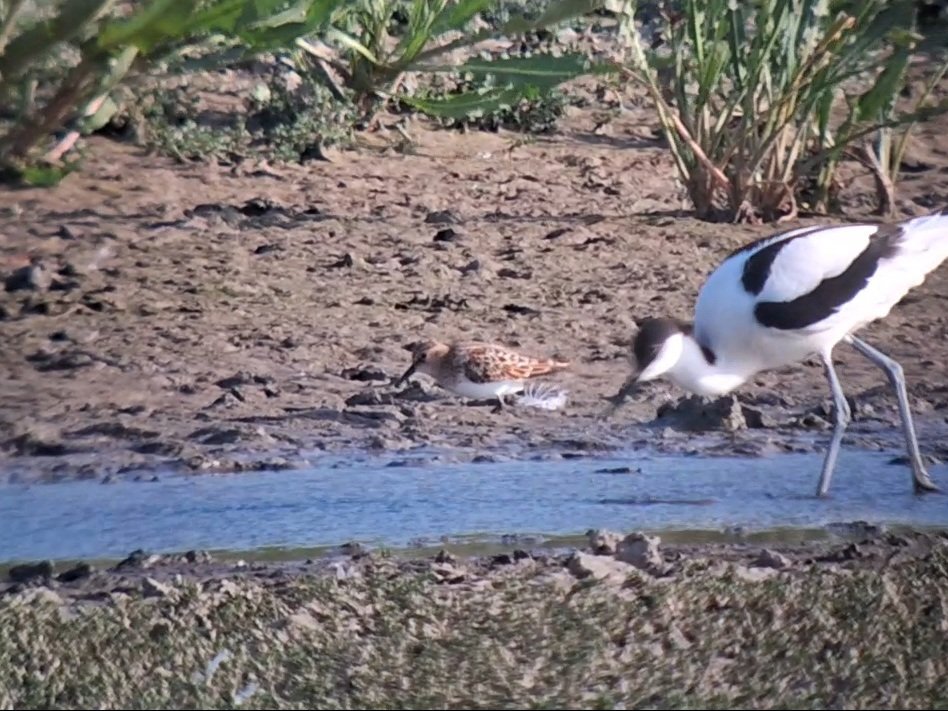 MisterThomasP's tweet photo. 100+ species day yesterday in Norfolk, including 10 birds of prey and self-found Little Stint and Curlew Sand. @MisterJamesP8 https://t.co/u0DsjWuEra