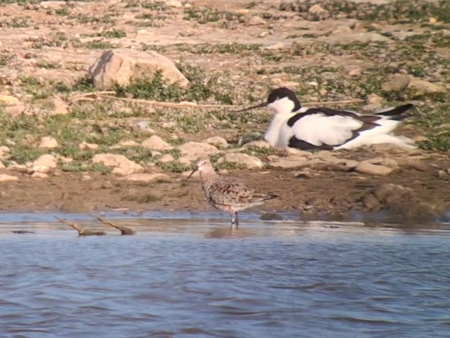 MisterThomasP's tweet photo. 100+ species day yesterday in Norfolk, including 10 birds of prey and self-found Little Stint and Curlew Sand. @MisterJamesP8 https://t.co/u0DsjWuEra