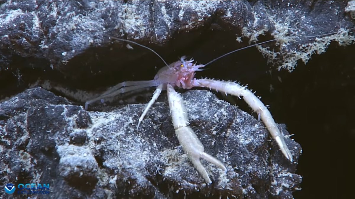 oceanexplorer's tweet photo. Due to a mechanical issue on #Okeanos, we paused ROV operations. The team’s still working hard to prep the other systems for the season. We hope to be back in the water next week for more engineering dives.

We'll post updates here and on our website: https://t.co/SHcVwExTRc https://t.co/qPaOlbTPUc