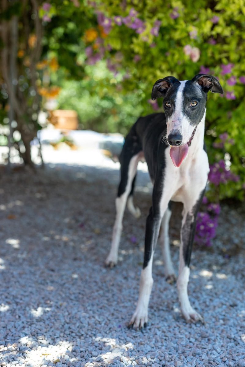 GalgosdelSol's tweet photo. Look at this little Wallaby 😍
Yep, meet Wallaby the galgo. 
He’s just 11mths old and is cheeky enough to know he deserves a wonderful home. 
He’s playful, fun, cheeky, wonderful and adorable. 
He pulls a bit on the lead so a bit of practice is needed. 
Isn’t he a cutie? 🥰 plz share 🙏🏻❤️