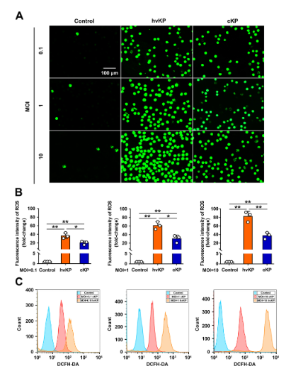 ASMicrobiology's tweet photo. Hypervirulent Klebsiella pneumoniae induces liver abscess by promoting neutrophil extracellular trap formation through NLRP3 inflammasome activation. Learn more in #JournalSpectrum: https://t.co/t9FNSMloOq https://t.co/vrGBGglwL2