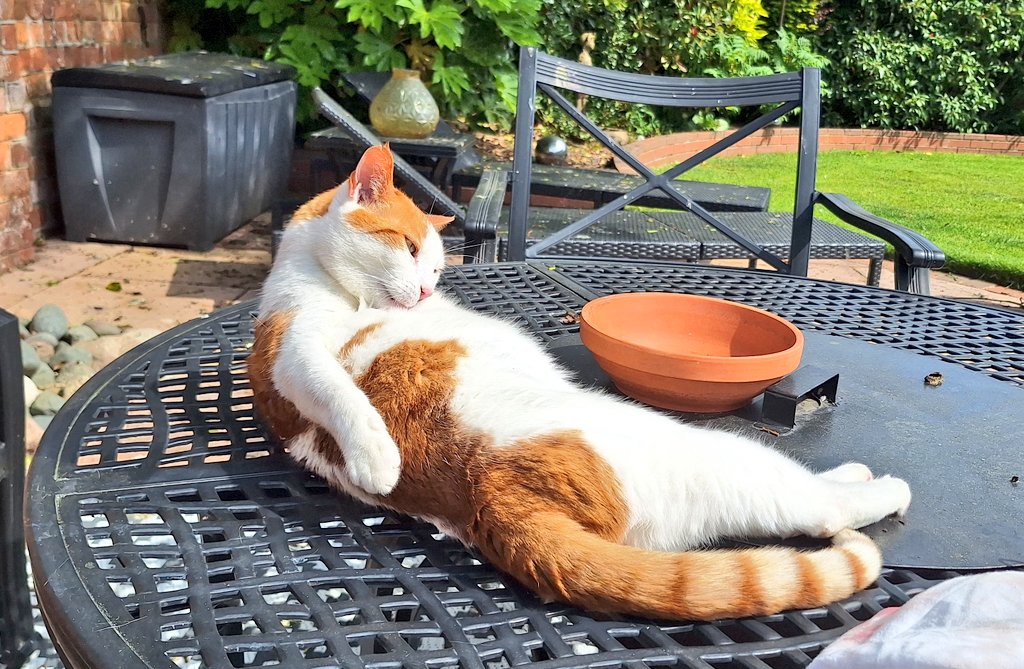 coombes_angie's tweet photo. Looking after Jerry & Robin 🐈 😻 today
#petsitting
Photos of Jerry first who decided to lie on top of my friend's firepit & have a wash!!
Then sit on my lap!
#CatsofTwittter https://t.co/e0UL4tG7DR