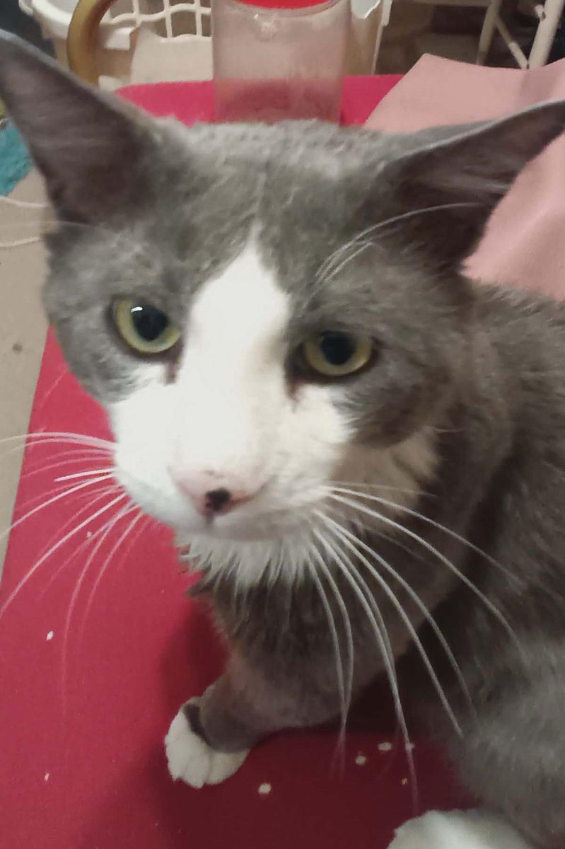 ProjectMEOW's tweet photo. Zuri is a gorgeous 1-year-old fluffy boy with a fan-club-worthy tail 🩶 Shy at first, but once he trusts you he becomes a sweet, gentle companion who loves wand toys, cozy couch supervision, and peaceful vibes.

Apply: https://t.co/dh8oWQh8RC https://t.co/3Id5l3Qp2D
