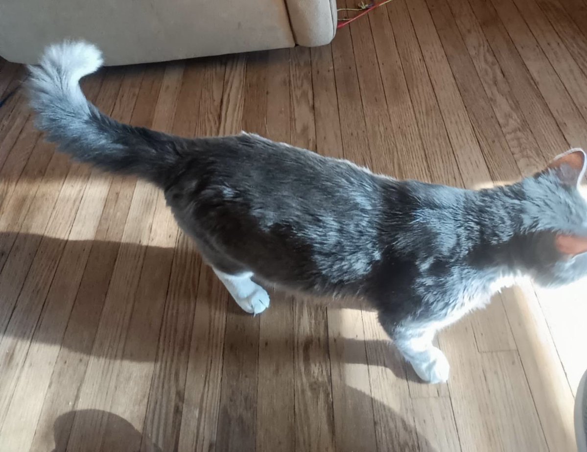 ProjectMEOW's tweet photo. Zuri is a gorgeous 1-year-old fluffy boy with a fan-club-worthy tail 🩶 Shy at first, but once he trusts you he becomes a sweet, gentle companion who loves wand toys, cozy couch supervision, and peaceful vibes.

Apply: https://t.co/dh8oWQh8RC https://t.co/3Id5l3Qp2D