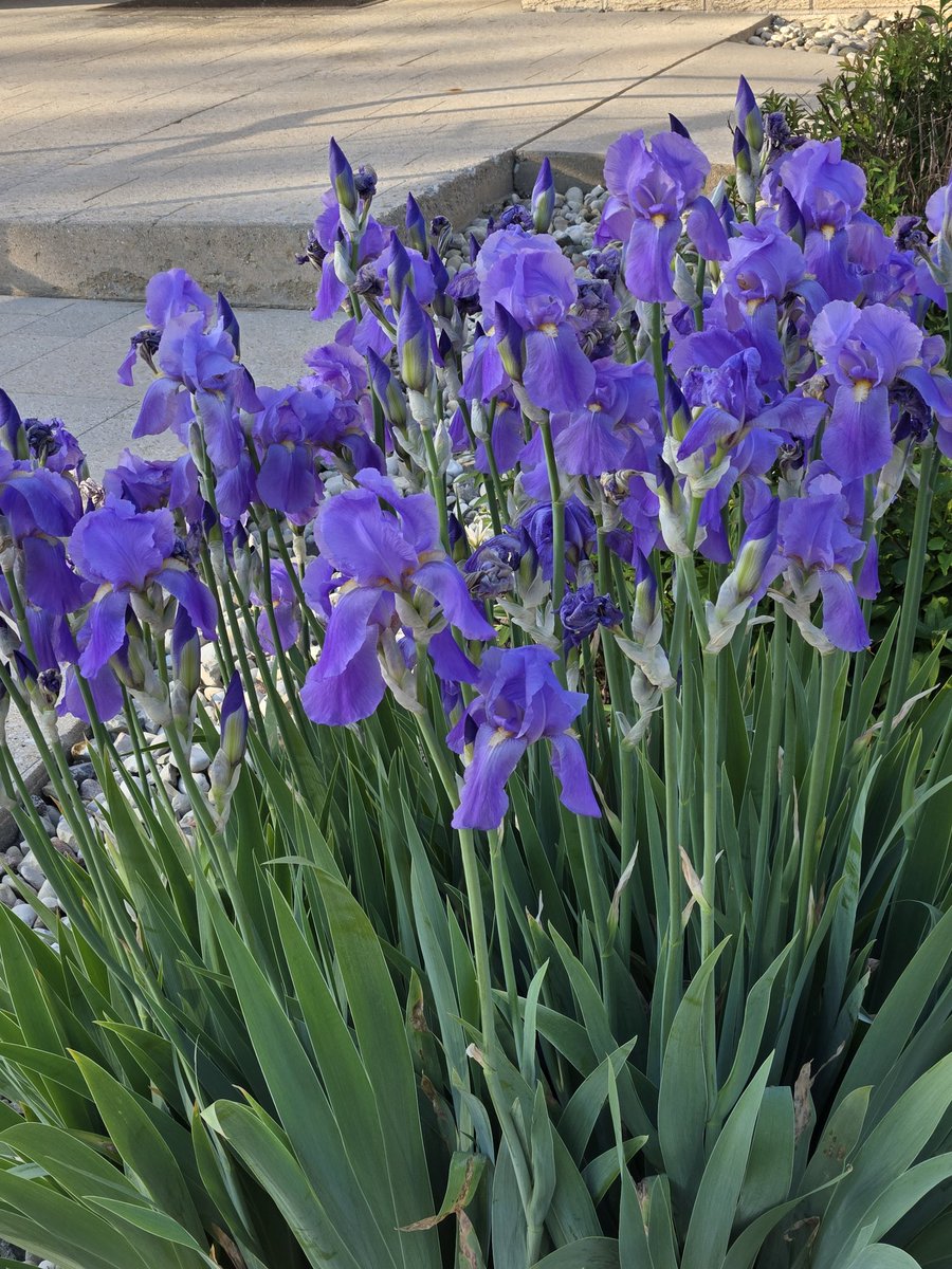 beckijokidd's tweet photo. I walk past these beauties a few times a week. ❤️ Love iris. Hope to get more editing done ✔️ today. #WritingCommunity #KidLitArt https://t.co/xknbx4hGQL