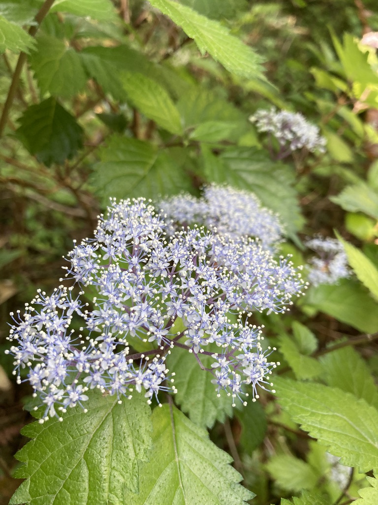 explantae's tweet photo. 【弾ける】山はどこもかしこも花の香りに満ちている。コアジサイ　しもなかなぼ の #日々のかけら 更新しました。https://t.co/krayDizOot #エクスプランテ #うゆうえんエクスプランテ #かたち #自然観察 https://t.co/akB8eIAdeu
