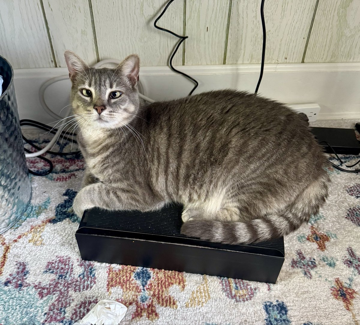 jessin_progress's tweet photo. I literally kicked JW in the face because he snuck under my desk and had a seat on my footrest. It didn’t reset his crossed eyeballs though. https://t.co/O47y9klCd6