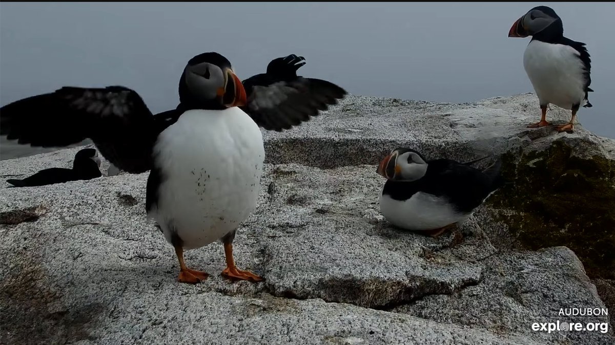 akob1111's tweet photo. その②メーン州の海鳥
鳥は雀や鳩からペンギンや鷲まで好きなんだけど、パフィンちゃん（エトピリカ）がとくに大好き！！
旅行で何度か生息地は訪れたものの、コロニーには近づけずこういう姿はみられなかったので、ほんっとうに嬉しい😭💕かわぃぃい〜
https://t.co/9ALulnxH0V https://t.co/y2Q4c1g2Tq
