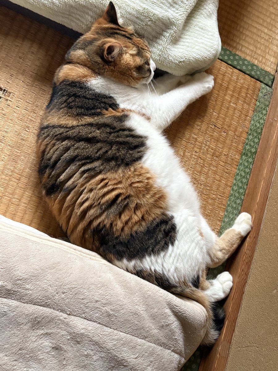 三毛猫