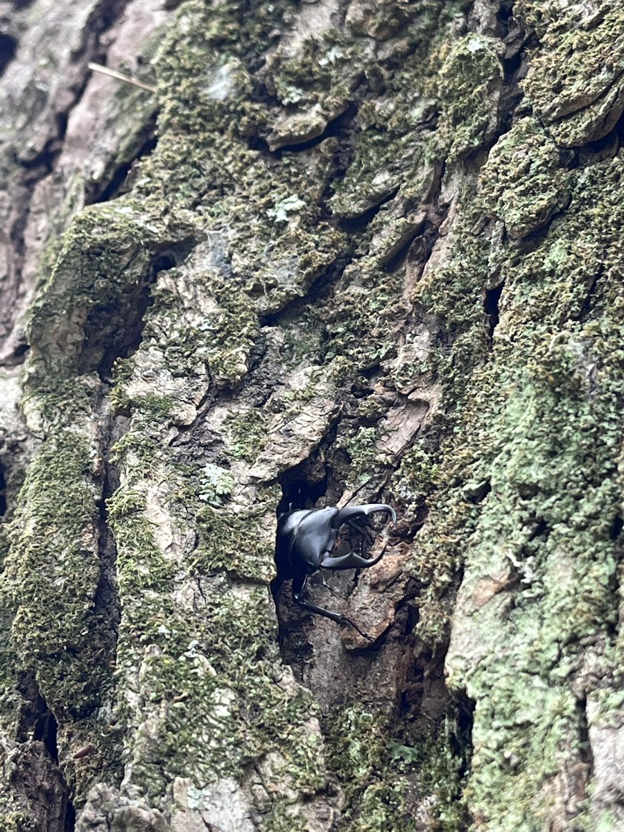 Spiritus_Beetle's tweet photo. 昼間散歩してたらコクワを見つけたので探索へ
オス12、メス3の計15匹でした https://t.co/sm7UErzd1Z