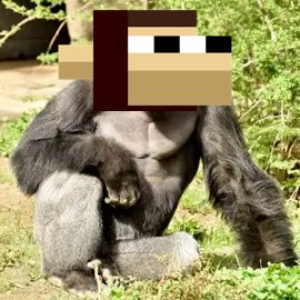 nodemonkes's tweet photo. May 28 is Space Monkey Day.

On this day in 1959, Able and Miss Baker became the first primates to survive a trip to space and return safely to Earth.

It is also the 10-year anniversary of Harambe’s death.

RIP Harambe.

Send Monkes. 🐒🚀✨