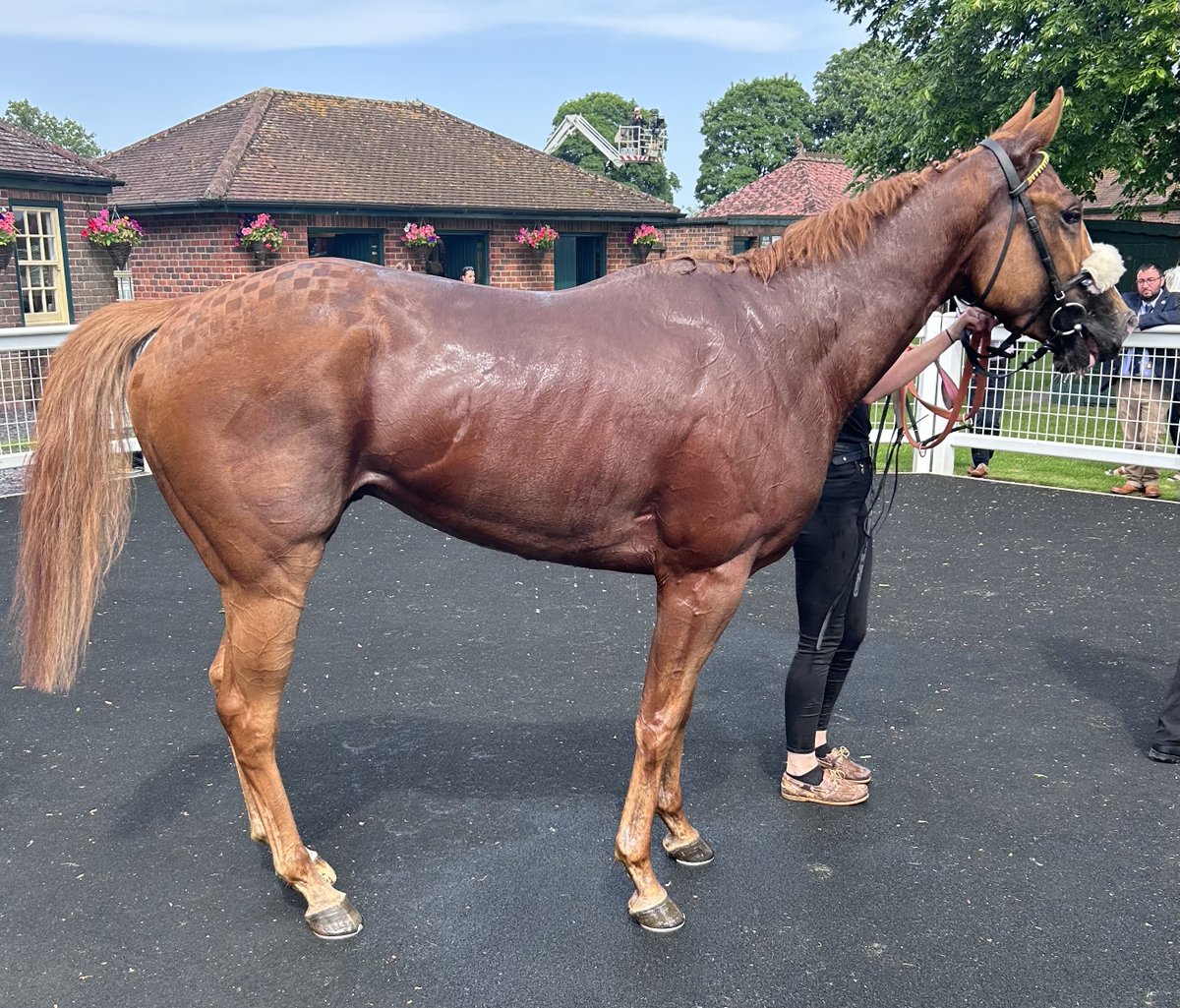 SimonMapletoft's tweet photo. Simba’s Pride 9/4 lands my Nap on another beautiful day at Yorkshire’s Garden Racecourse @Riponraces @Attheraces @skysportsracing 🏇🏇 🌹🌺 💐 #Riponraces #gardenracecourse https://t.co/PyIoRspCwD