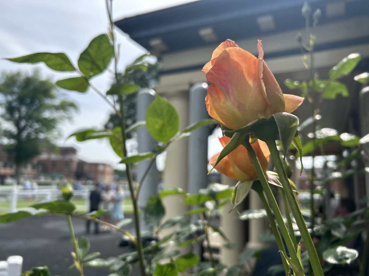 SimonMapletoft's tweet photo. Simba’s Pride 9/4 lands my Nap on another beautiful day at Yorkshire’s Garden Racecourse @Riponraces @Attheraces @skysportsracing 🏇🏇 🌹🌺 💐 #Riponraces #gardenracecourse https://t.co/PyIoRspCwD
