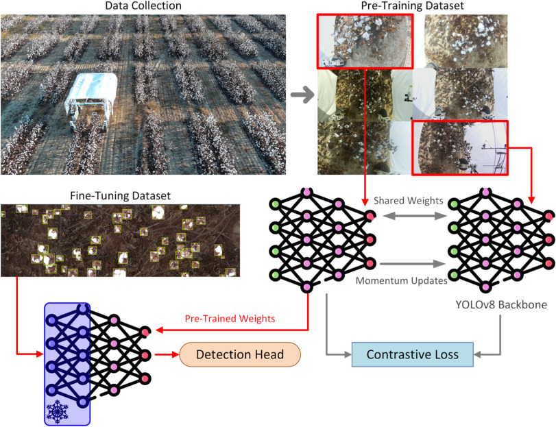 PPhenomics's tweet photo. We used multi-camera views of cotton bolls for self-supervised contrastive learning, boosting detection accuracy by 14% with minimal labeled dataโenabling faster field robot phenotyping. #phenotyping #Highthroughput
Details: https://t.co/UrNlZgibMH https://t.co/UOes9fK9IJ
