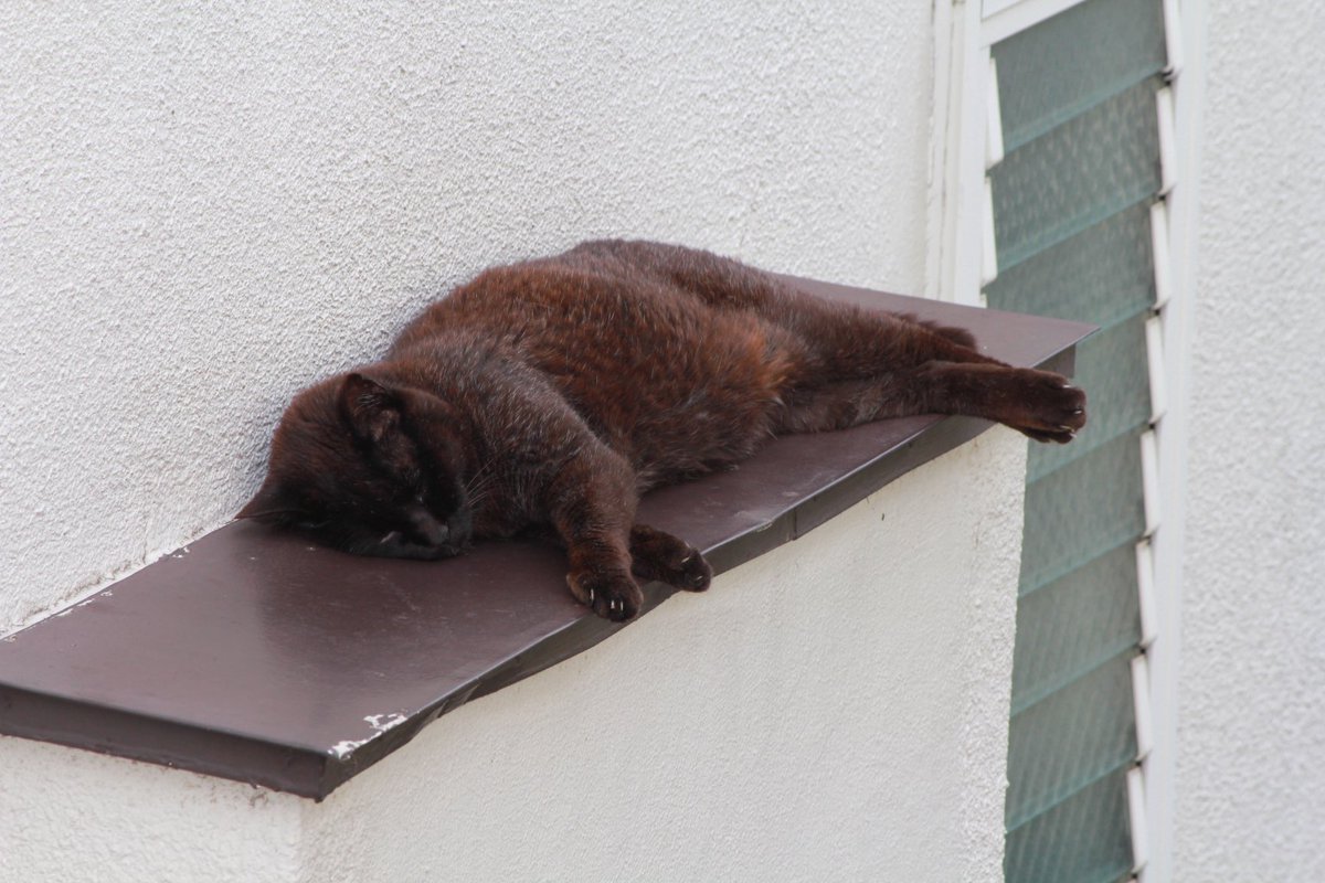 marucha03318754's tweet photo. こんな遅い時間にマルのこと思い出しました。
野良猫だったマル。私は貯金をはたいて、ペット可の物件にマルと一緒に引越した。
マルとの生活は贅沢なくらい幸せだった。
マル、私を選んでくれてありがとう。
生まれ変わったら、子猫の時から会おうね。 https://t.co/7DarbMgCYs
