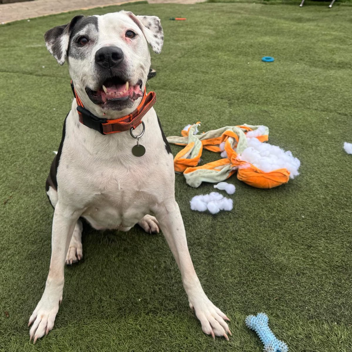 Dogs 4 Rescue tweet media