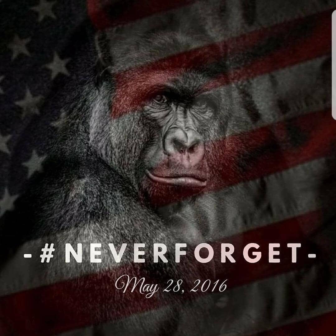 fr8traaain's tweet photo. rest in peace harambe he got hit by a bazooka https://t.co/djymD7qblL