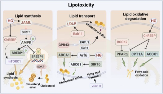 dakidneydoc's tweet photo. Multiple Mechanisms of podocyte injury at play in diabetes:

1. Lipotoxicity
2. Vascular Injury,Inflammation
3. Reactive Oxygen Species mediated injury
4. Mitochondrial toxicity

https://t.co/xL0oFt0R7W

#ECNeph @ISNkidneycare @Dilushiwijay @myadla @edgarvlermamd @DrGeetikaSingh1 @ECNeph