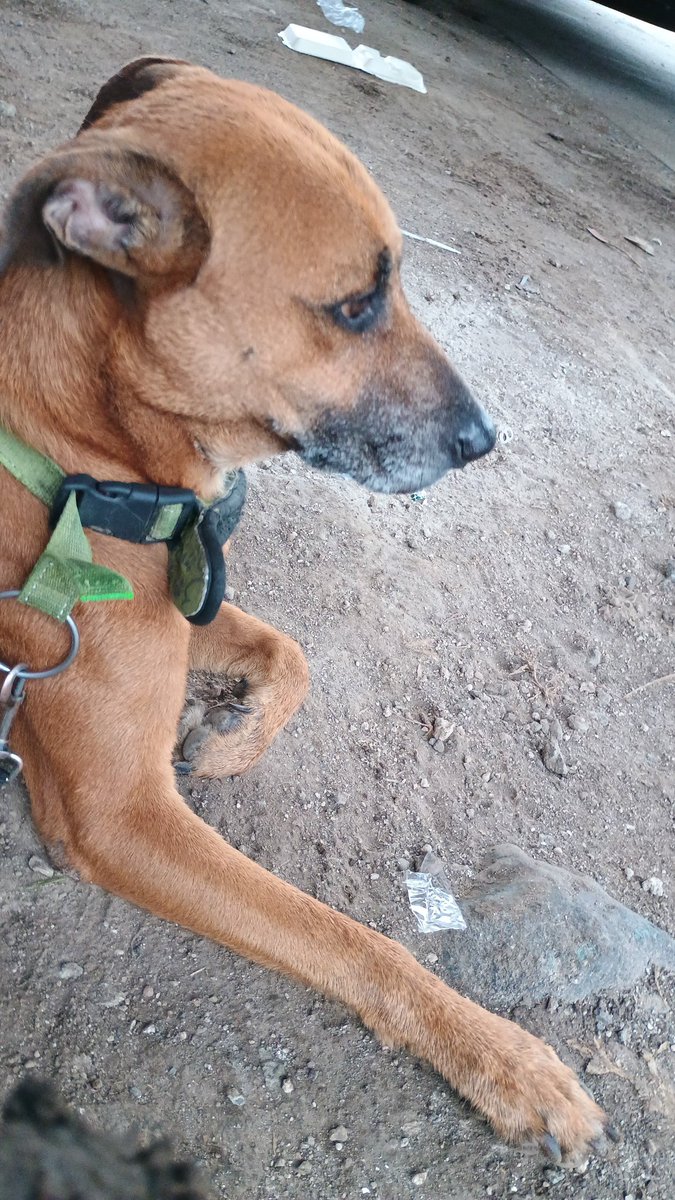 lyssitta's tweet photo. SERVICIO SOCIAL✅️
#REPORTAN ⚠️
#emergenciacanina 🆘
#urgente ‼️
Nos piden publicar 👇🏻

NO HAY NÚMERO DE CONTACTO 📵

Perra abandonada desde hace días en zona del redondel integración.
Está las puras costillas
Por favor alguien que se apiede de ella y le de hogar 

📍https://t.co/0qGNgghTvI