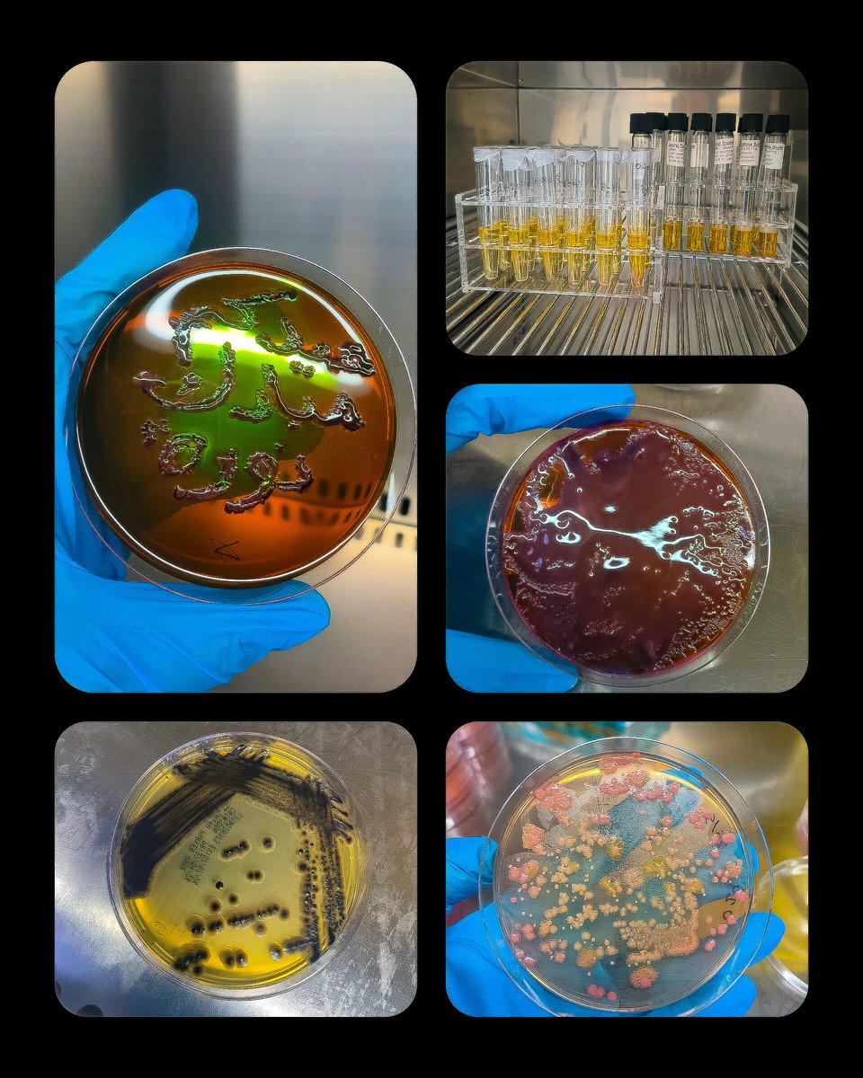 MicrobioGirl's tweet photo. عشوائيات اللاب في العيد:
المره هذي قلت لازم تشوفوا خط يدي😁، العزلات متنوعة إنسان-بيئة-حيوان
التفاصيل فيما بعد https://t.co/vqgZtmowKo