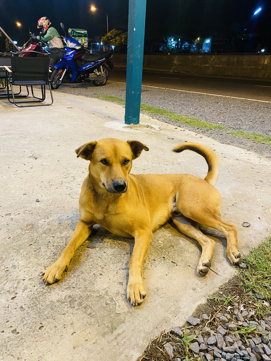 note10540's tweet photo. มีหมาเป็นเพื่อน 😄 #สุรินทร์ #หน้ามอสุรินทร์ https://t.co/1N2CUGKWVA