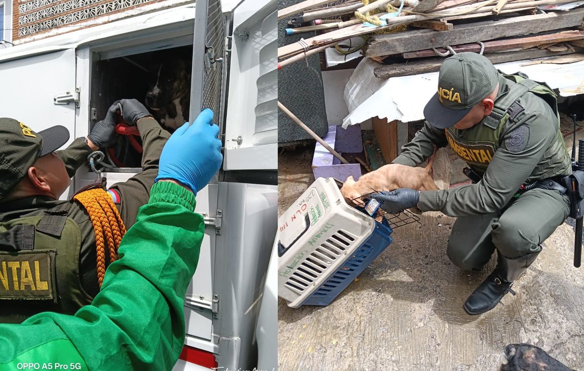 AnimalesBOG's tweet photo. #Noticias | Bogotá desmantela presunto criadero ilegal y rescata 12 perros en mal estado de salud.

Estos son los detalles del operativo, las condiciones en que encontramos a los animales y los resultados de la intervención.👇

🔗 https://t.co/oji2MAso7R https://t.co/8q6Z6tmccP