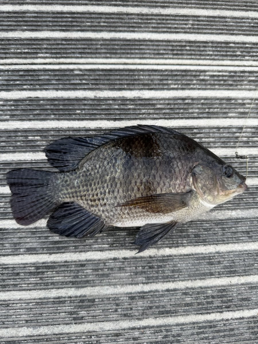 Clippy__ETH's tweet photo. Did a little fishing the other day caught this beauty 💯 https://t.co/WCSnnTBA4h