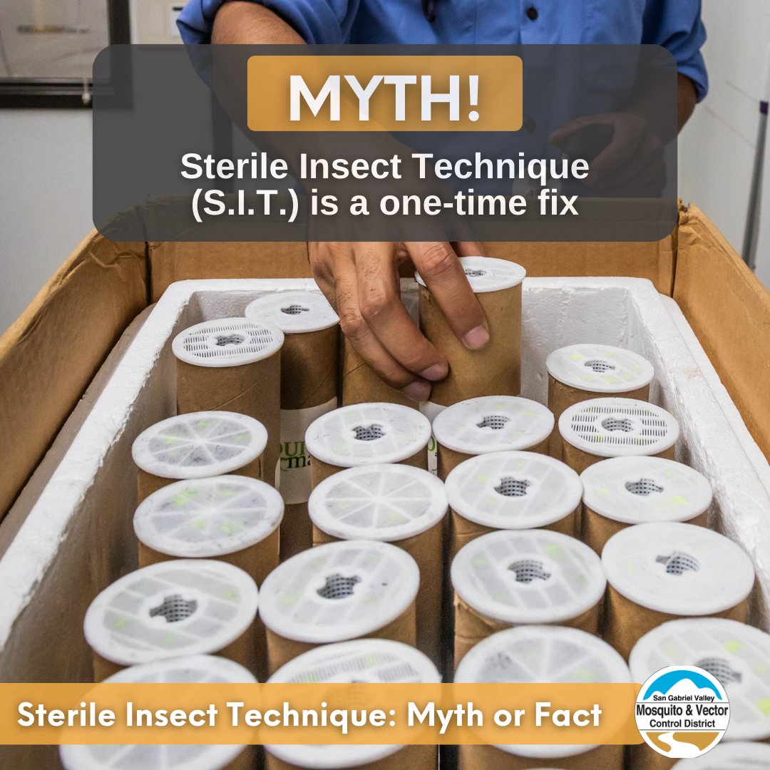 SGVMosquito's tweet photo. S.I.T. works through repeated releases over time.
Mosquitoes keep reproducing, so control efforts have to keep up. That’s why S.I.T. is used consistently and often alongside other mosquito control methods. This approach helps gradually and sustainably lower mosquito populations. https://t.co/d6CnrMdm0R