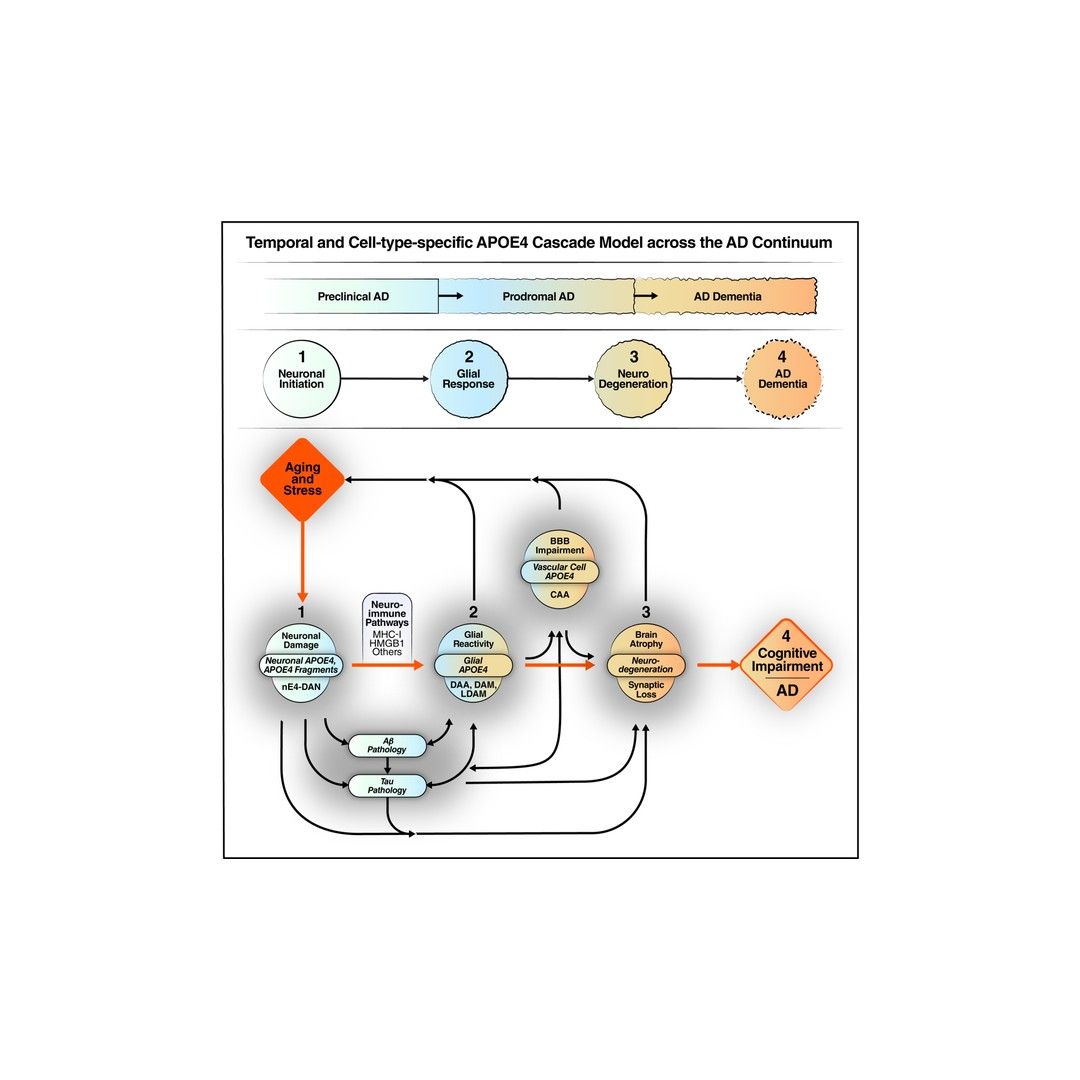 NegidaMD's tweet photo. A new Neuron review proposes a temporal, cell-type-specific model of how APOE4 contributes to Alzheimer-disease progression. The authors synthesize current findings to argue that age-associated stress first upregulates neuronal APOE4 expression, producing early neuronal deficits characteristic of preclinical AD; APOE4-induced neuronal damage then triggers a harmful glial response that, together with glial APOE4 expression, amplifies neurodegeneration and accelerates onset of prodromal and dementia stages. The framework links cell-type expression patterns to disease timing across preclinical, prodromal, and dementia stages and motivates stage- and cell-type-specific therapeutic strategies targeting APOE4-driven mechanisms. https://t.co/ddYMSOaMgI