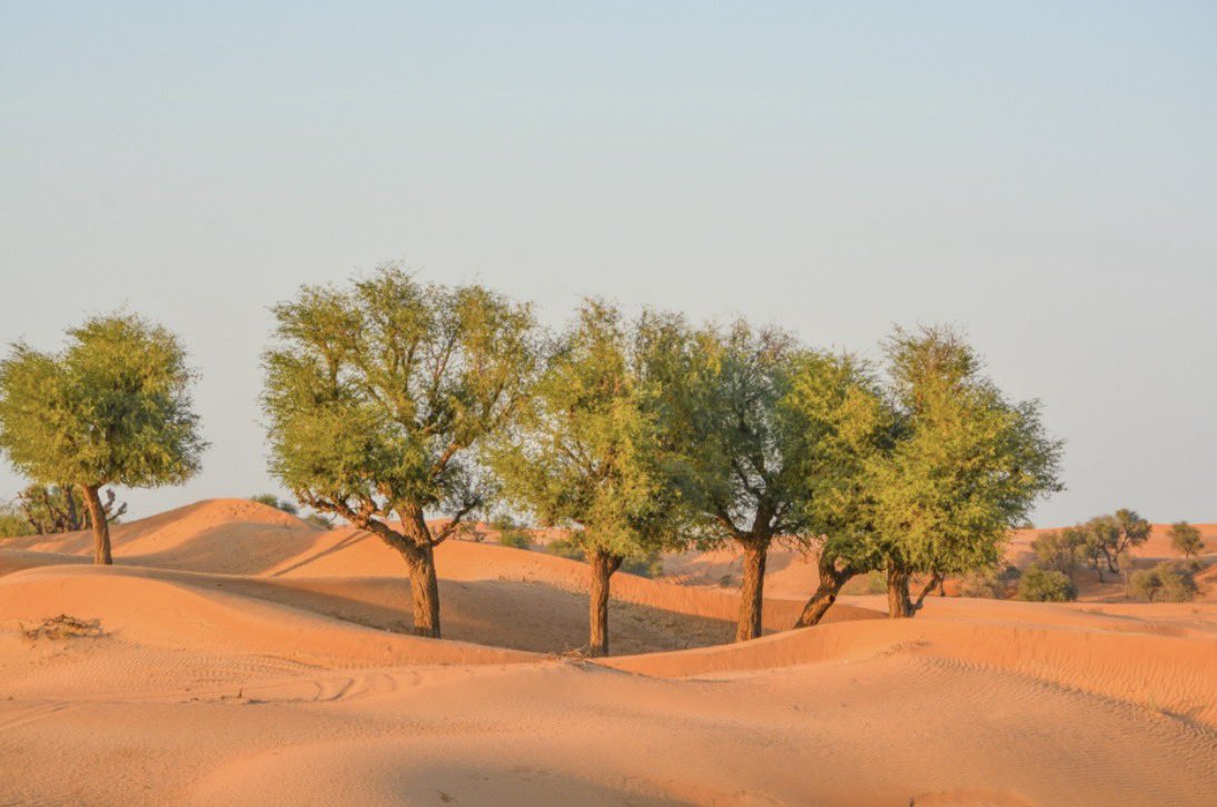 ae_wasl's tweet photo. كل شجرة في الإمارات الها رقم ورمز خاص فيها لرعايتها وسقايتها 🌿🇦🇪

يعني يتم ترقيم الأشجار المحلية المعمرة والمهددة بهدف حمايتها والمحافظة عليها وعلى الأرض
وتوصل الغرامة إلى 30 ألف درهم على كل من يقطعها أو يضر فيها!

تأكيداً على أهمية الحفاظ على البيئة والغطاء النباتي للأجيال القادمة 🇦🇪🤍