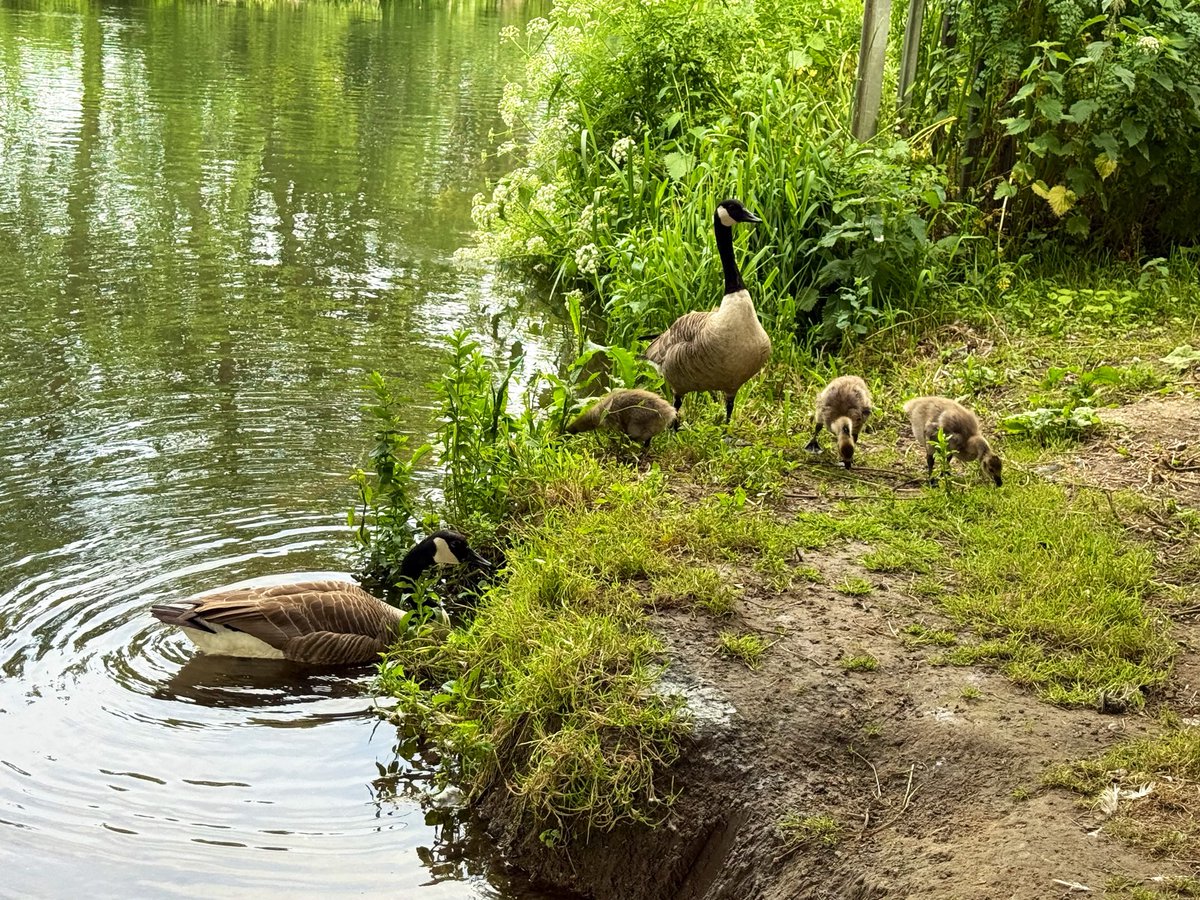 GeeseAll's tweet photo. 6 Canada goslings on the Kennet &amp; Avon Canal in Reading. The parents took them to a grassy bank under a railway bridge to feed.  
While I’m typing this I can hear a cuckoo and a Cetti’s warbler https://t.co/L8U2jc6NRF