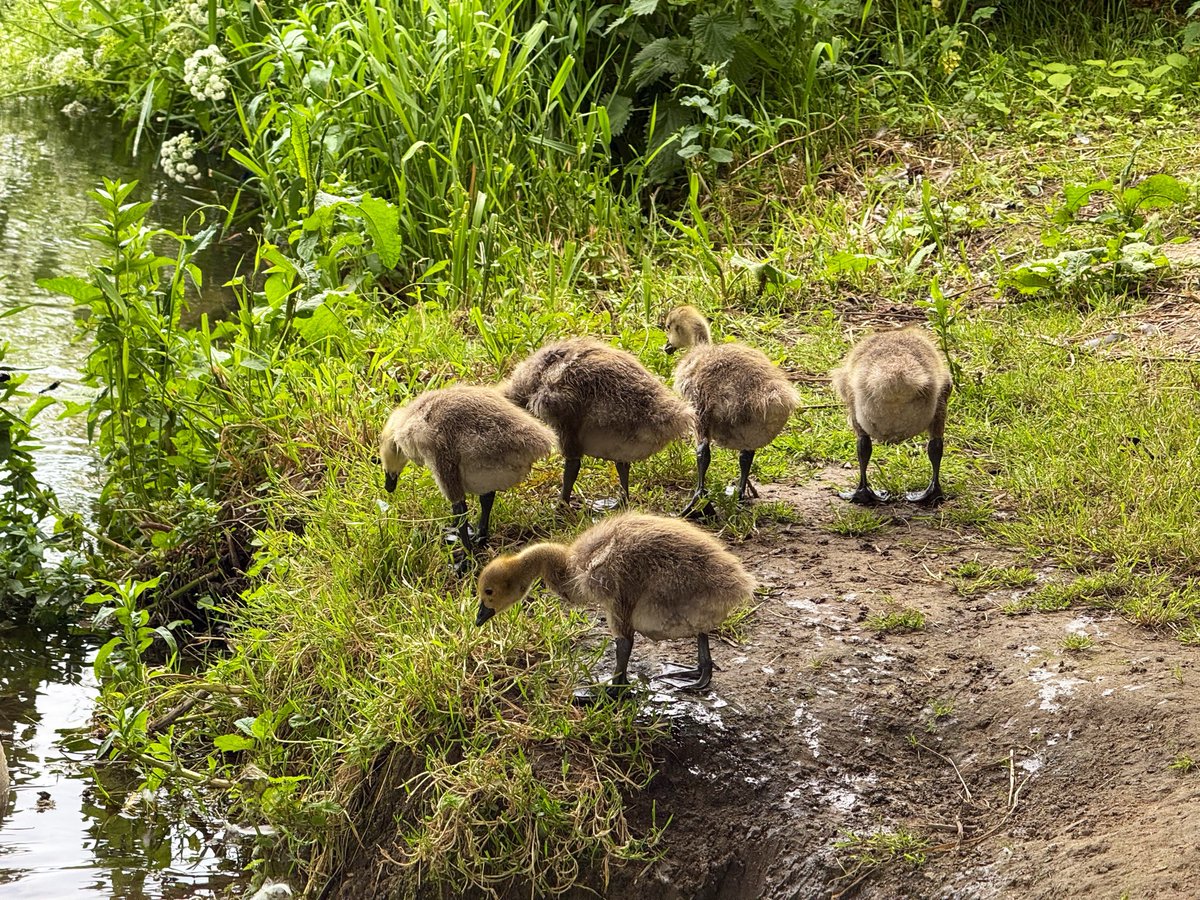 GeeseAll's tweet photo. 6 Canada goslings on the Kennet &amp; Avon Canal in Reading. The parents took them to a grassy bank under a railway bridge to feed.  
While I’m typing this I can hear a cuckoo and a Cetti’s warbler https://t.co/L8U2jc6NRF