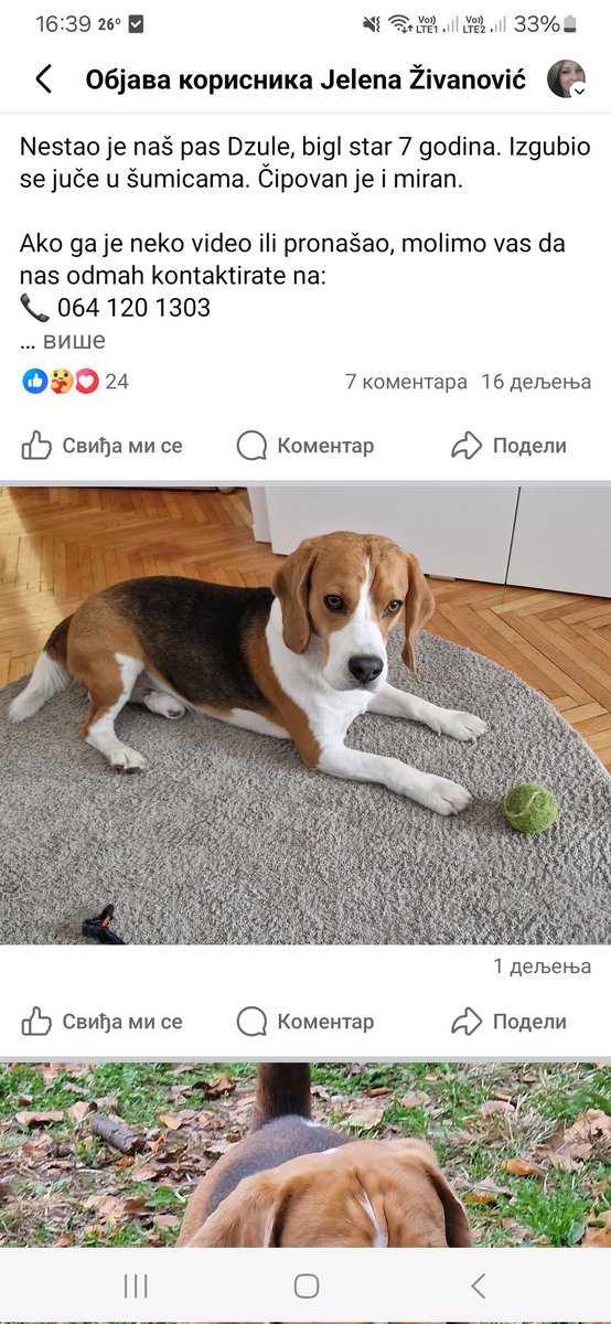 Milena51573597's tweet photo. Izgubio se ovaj mali bigl. Vozdovac. Ukoliko ga vidite, javite. https://t.co/F2ctZmso7S