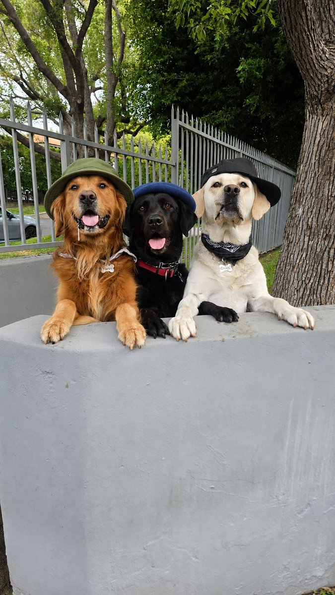 dogsgenx's tweet photo. Sending good vibes ✨️ Shadow, Chance and crazy Nina 😎 #dogs https://t.co/0SkgCOYuzU