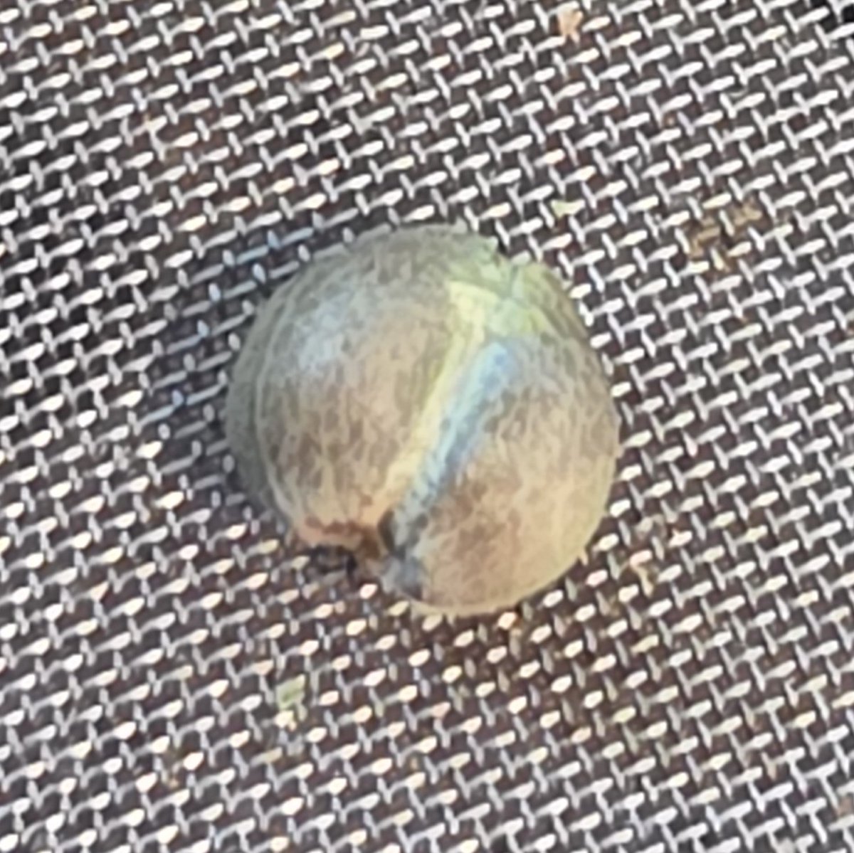 BlueRidGenetics's tweet photo. We found a real rarity while sorting the Blue Ridge Kush seeds... 👀

A Siamese twin conjoined seed. 

We slipped it right into a random pack as a little Easter egg for one of you. - If you find it and post it here on X we'll send you a FREE PACK of your choice! 

This rare thing happens when two separate ovules develop so close together that their outer hulls completely fuse into a single shell.

If you find it and pop it, that single seed will produce two separate taproots. 

Usually one is your normal cross and the other is a straight genetic clone of the mother plant.

If you are the lucky one who finds it, be careful. 

You need to sprout it in a paper towel first. 

Then very gently tease those little roots apart and put them into separate cups so they do not fight for space.

Have you ever seen one of these?

#BlueRidgeKush #BlueRidgeGenetics