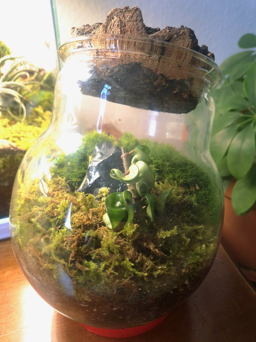 TIMECODE_CC0078's tweet photo. Unfortunately, I've lost the lid to this jar... So I cut a piece of cork from a sheet to make a new one! 😊👍
#mossterrarium #miniterrarium #mossgarden https://t.co/7ggyJ7kh3a