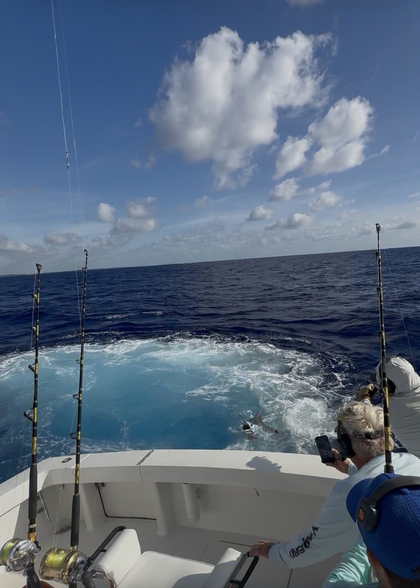 CoachYates901's tweet photo. Blue Marlin early in the day! https://t.co/3E14wvzfHM