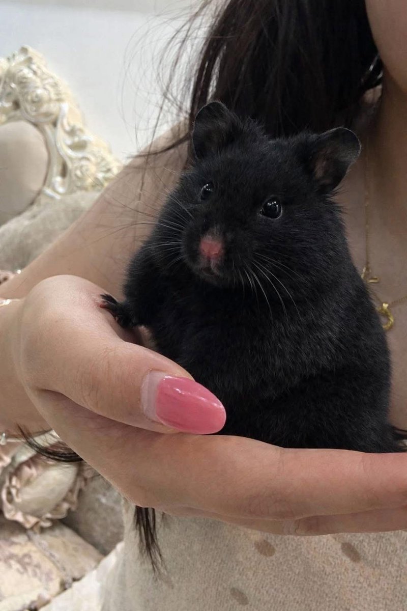 TweetsOfHamster's tweet photo. 🖤 https://t.co/r9VILuREMG