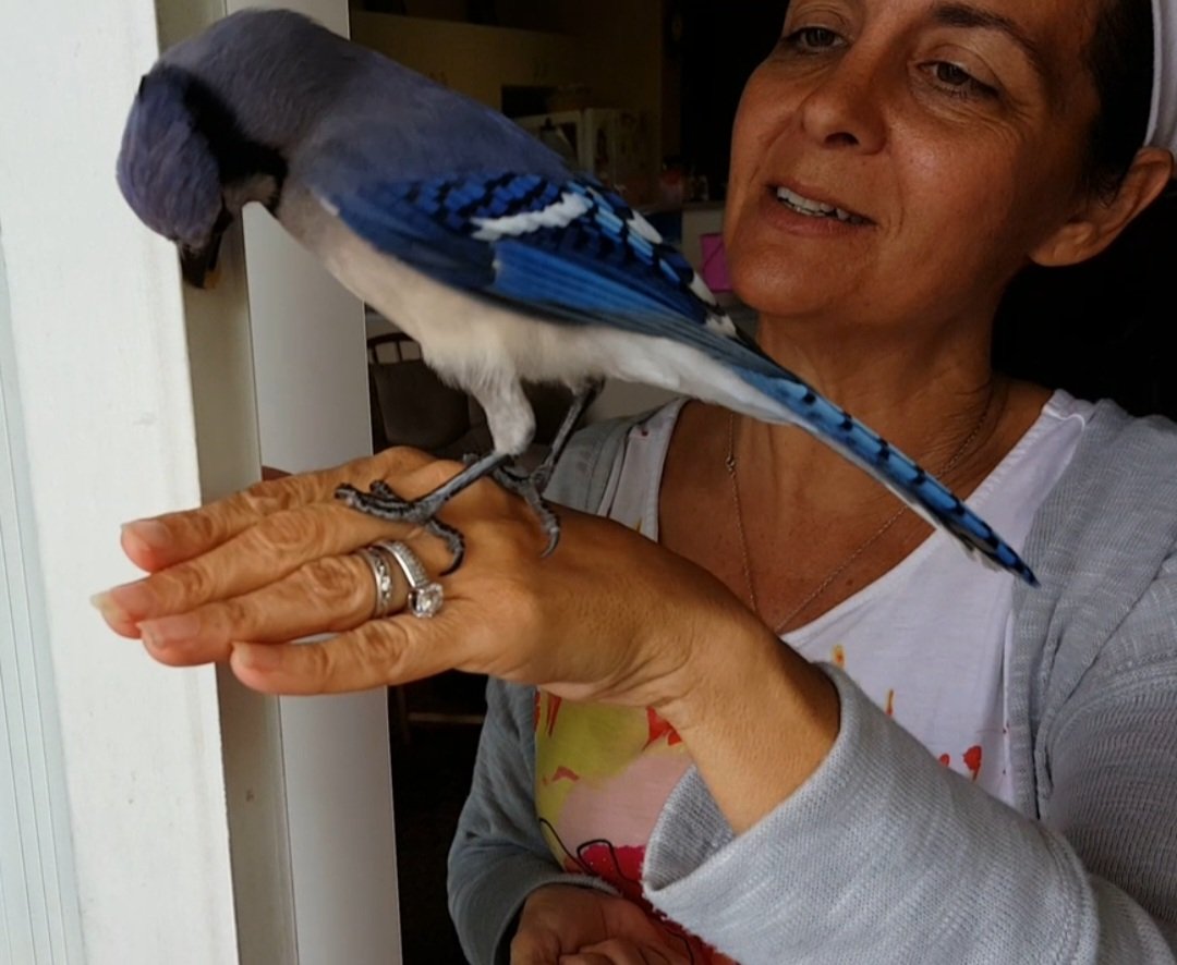 bluejay_gracie's tweet photo. Me and my 11 year old rescue Blue Jay Gracie🙂❤️  Although younger in this picture, today Gracie is raising his 22nd brood of babies. #GracieTheBluejay  #birding #bluejay #nature #rescue #petlover #funnybird https://t.co/5wA0ndc3s9
