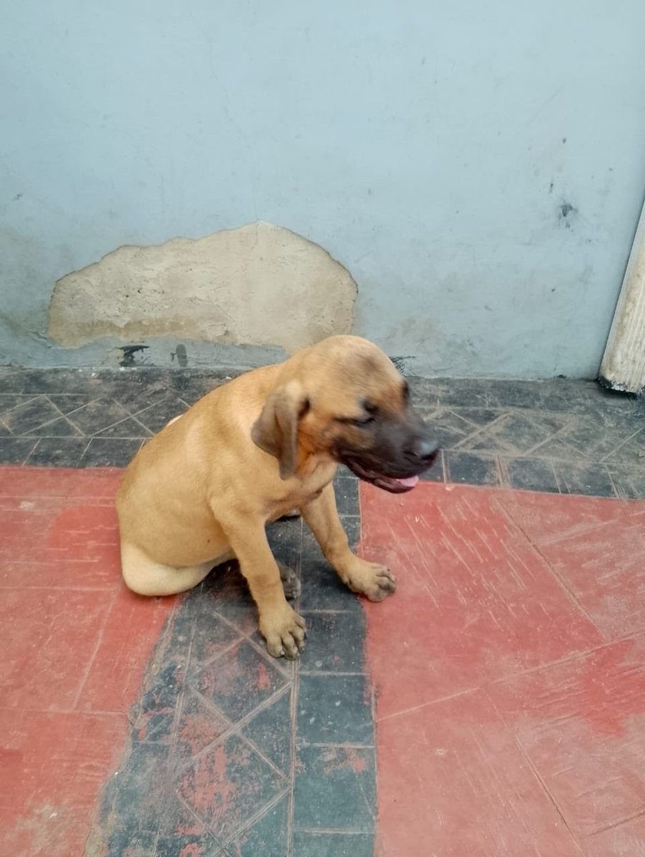 OladejiAgent's tweet photo. Boerboel puppy...Male

170k https://t.co/q2KDC9uZHM