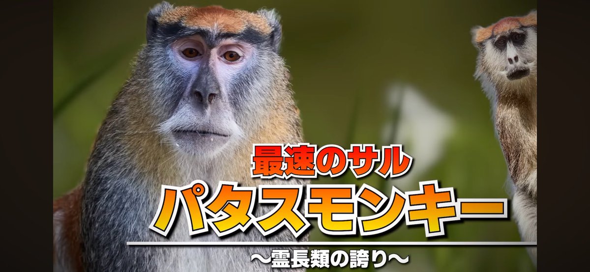 恋麓 tweet media