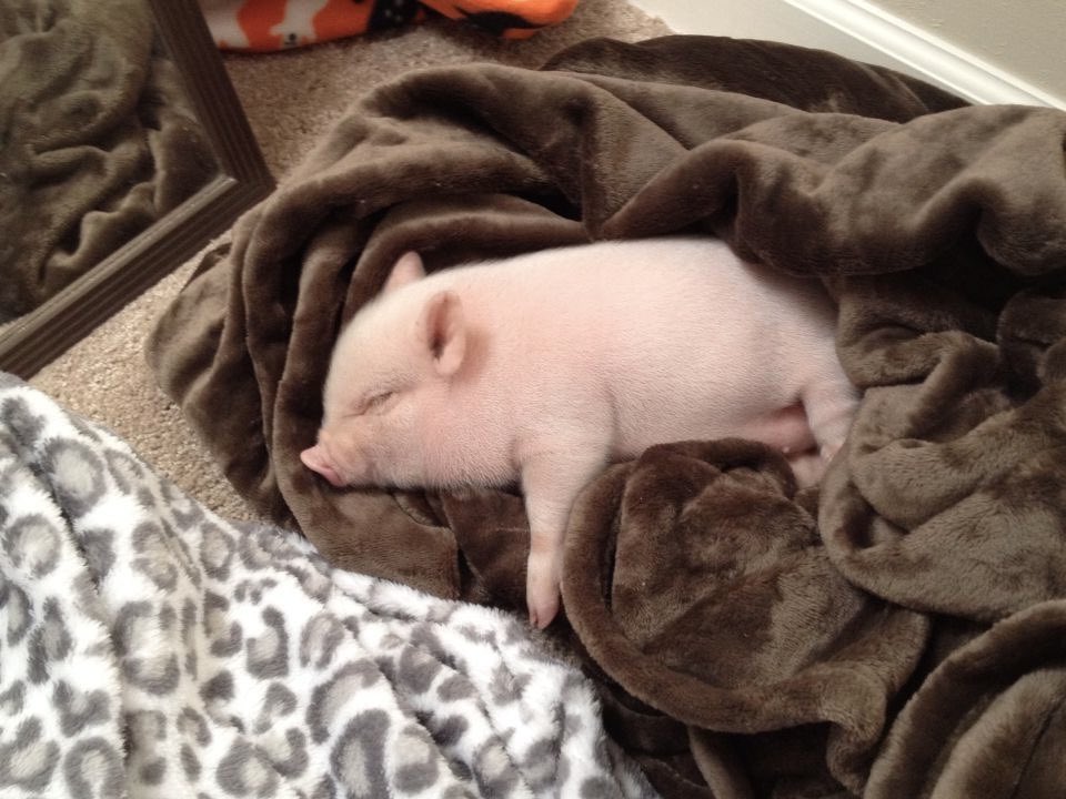 chuchyjong's tweet photo. 🐽 💤 https://t.co/IVsoy17sh3