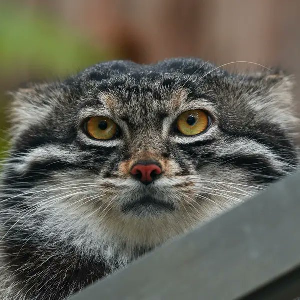 cull_trade's tweet photo. good manul everyone https://t.co/b11Y8BM6Gh